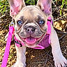 animal, blue_eyes, close_up, dog, ears, french_bulldog, garden, happy, natural_light, outdoors, pet, pink_harness, pink_leash, portrait, puppy, short_snout, shrubbery, sitting, standing, tongue_out