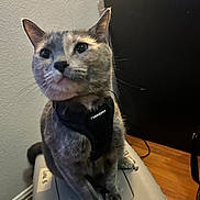 Luna joined the competition — help win amazing prizes! cat, pet, indoor, harness, feline, sitting, curious, animal, floor, container, wooden_floor, wall, furniture, domestic, whiskers, ears, paws, close_up, gray_cat, black_harness