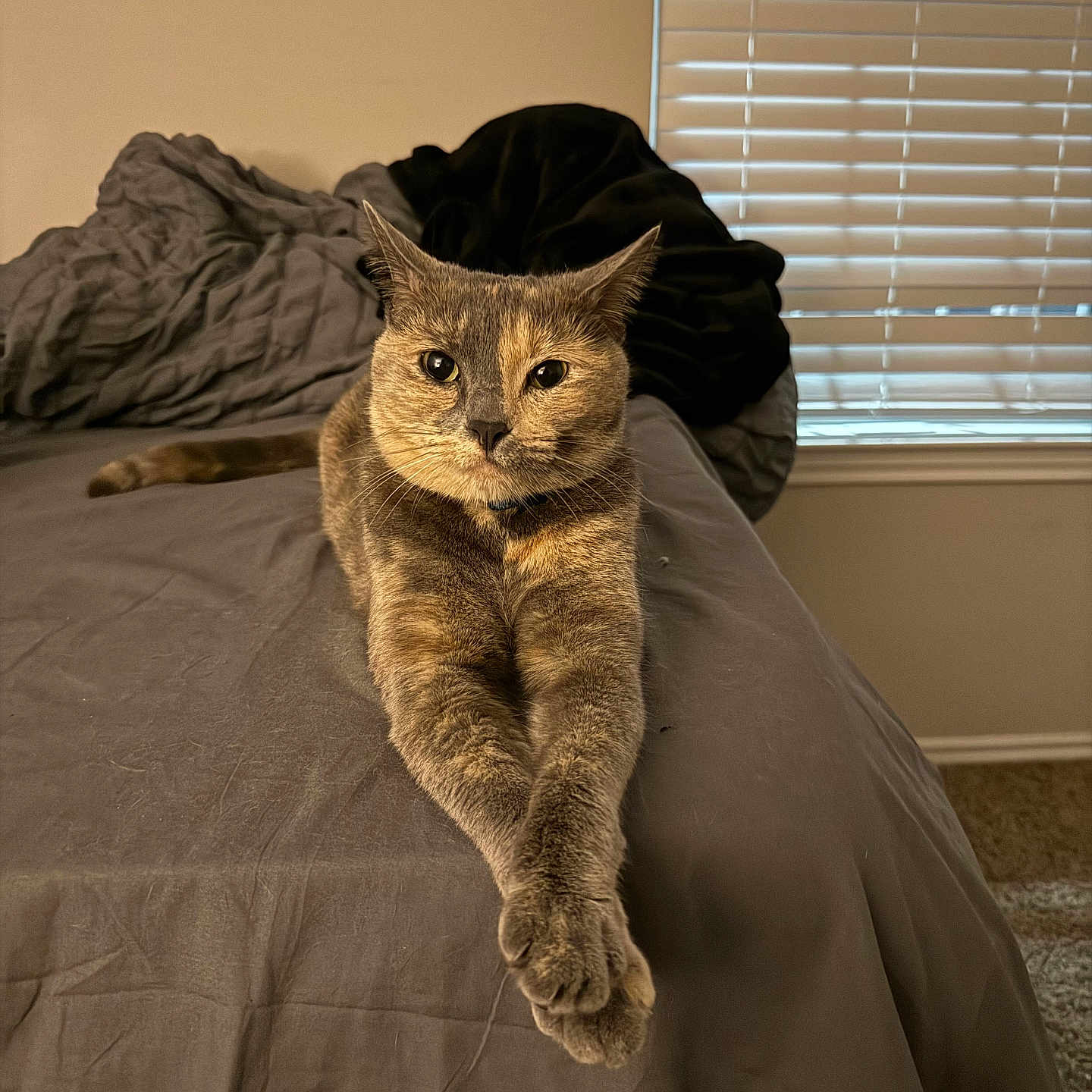 Luna is registered to the contest to win money with this photo: animal, bed, blinds, cat, cozy, cute, domestic, feline, fur, furniture, home, indoor, looking, mammal, paws, pet, relaxed, resting, sleeping_area, window