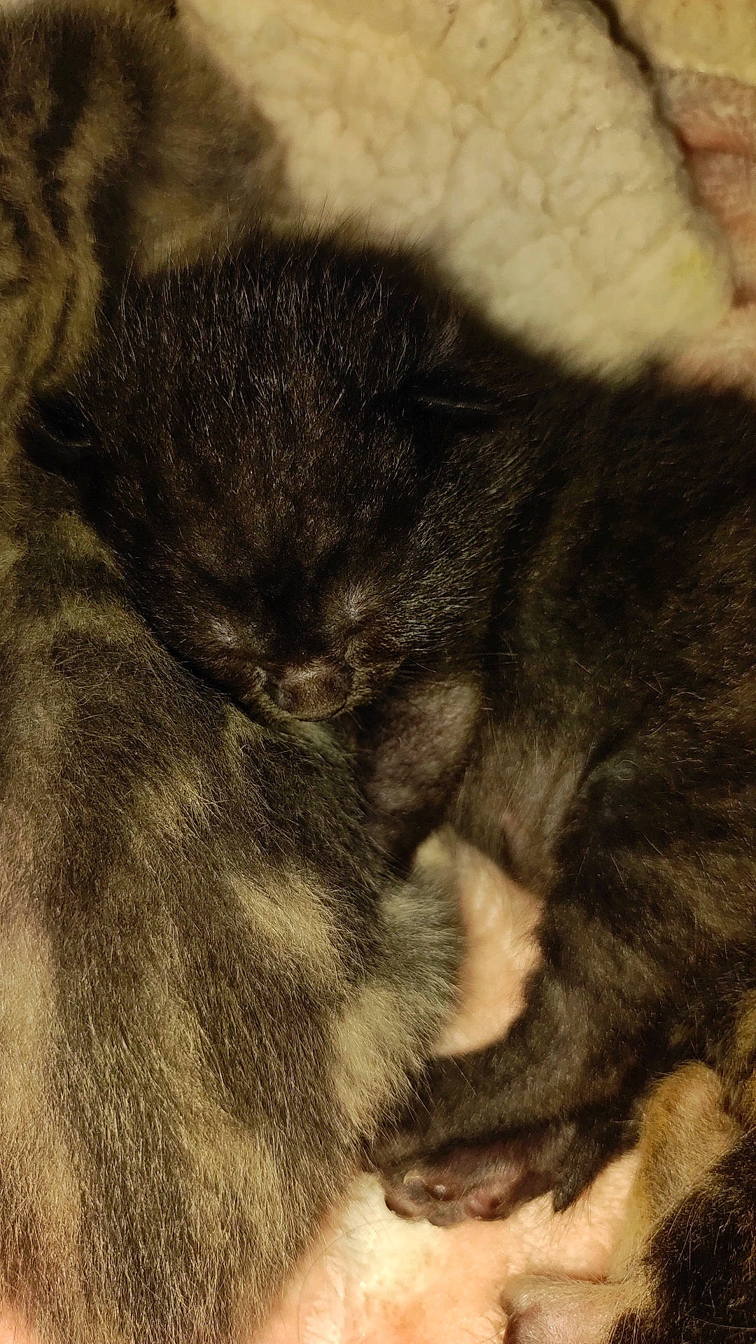 Tempête participe au concours pour gagner de l'argent avec cette photo : carnivore, cat, claw, cloud, comfort, dog_breed, felidae, fur, metal, monochrome, nap, paw, sleep, small_to_medium_sized_cats, snout, sporting_group, tail, terrestrial_animal, tints_and_shades, whiskers