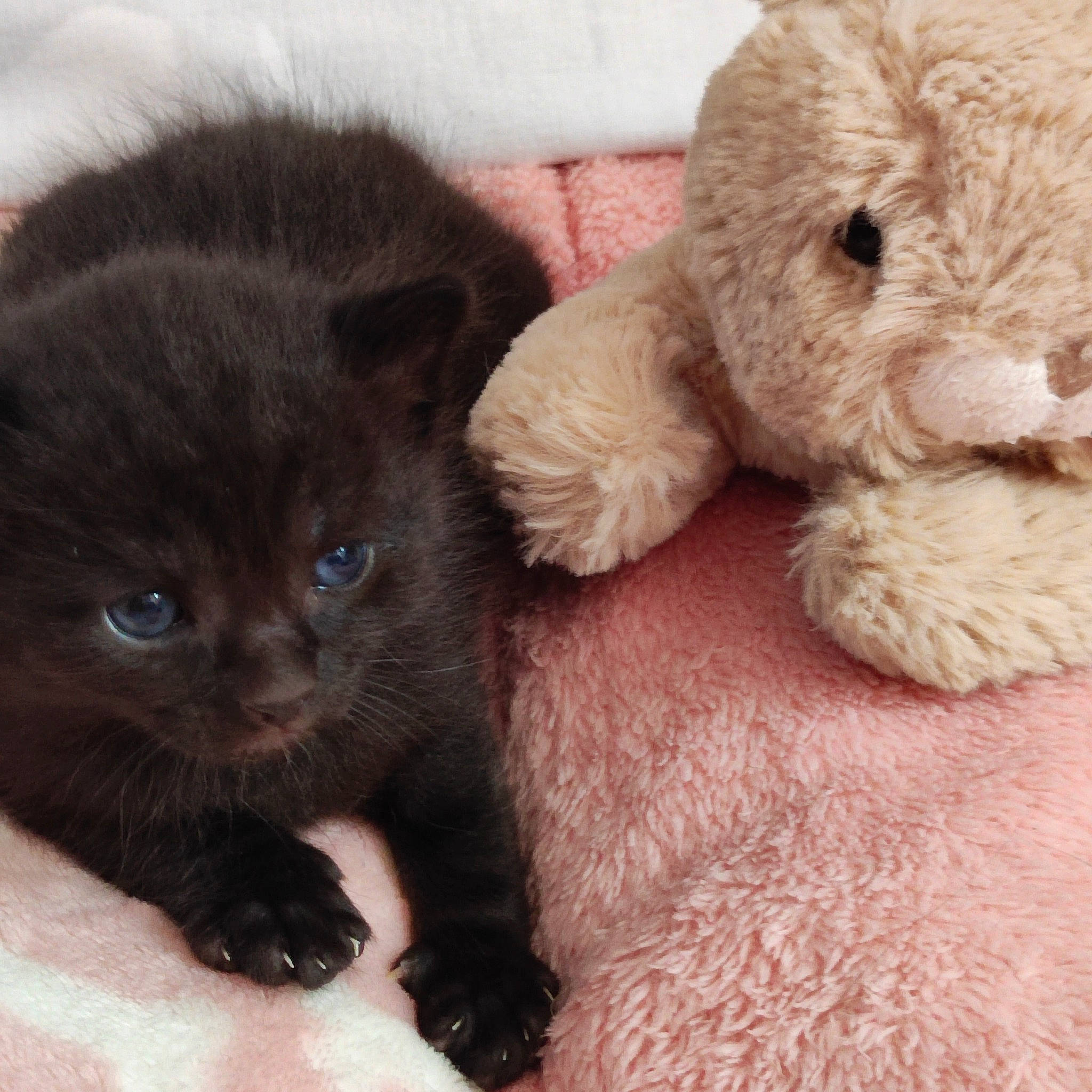 Tempête a rejoint le concours — aidez-le/la à gagner de superbes lots ! black_cat, bombay, carnivore, cat, claw, comfort, companion_dog, domestic_short_haired_cat, fawn, felidae, fur, paw, small_to_medium_sized_cats, snout, stuffed_toy, tail, terrestrial_animal, toy, vertebrate, whiskers