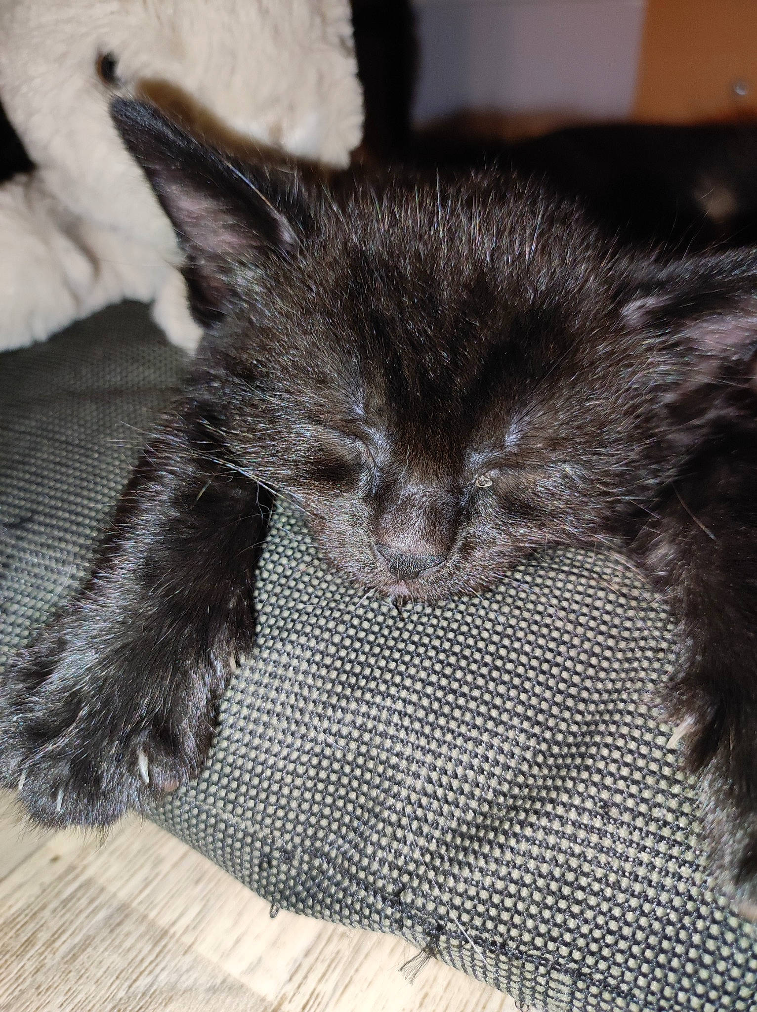 Tempête participe au concours pour gagner de l'argent avec cette photo : black_cat, carnivore, cat, claw, comfort, dog_breed, domestic_short_haired_cat, felidae, flooring, fur, grey, monochrome_photography, nap, paw, sleep, small_to_medium_sized_cats, snout, tail, terrestrial_animal, whiskers