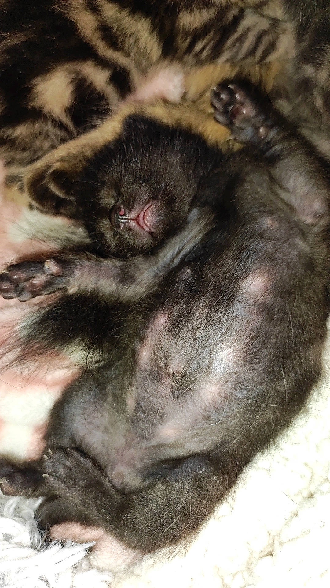 Tempête a rejoint le concours — aidez-le/la à gagner de superbes lots ! canidae, carnivore, claw, close_up, comfort, dog, dog_breed, fawn, felidae, foot, fur, grey, nap, paw, snout, sporting_group, tail, terrestrial_animal, whiskers, wildlife