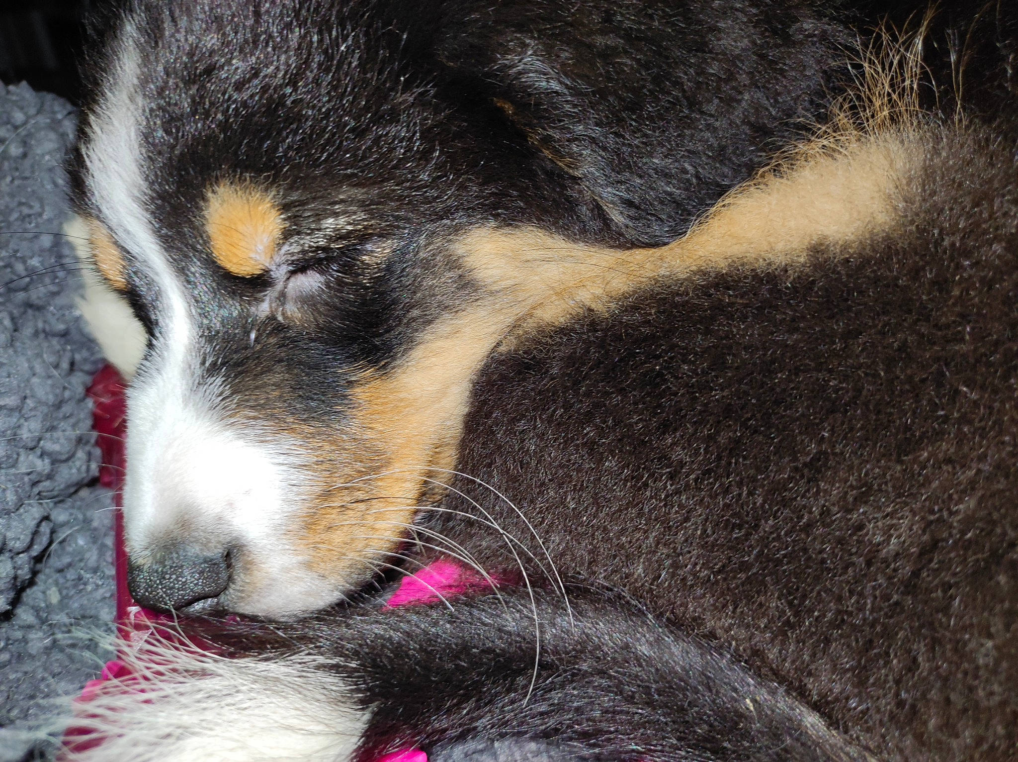 Tess a rejoint le concours — aidez-le/la à gagner de superbes lots ! carnivore, claw, companion_dog, dog, dog_breed, foot, fur, nap, paw, sporting_group, tail, terrestrial_animal, whiskers, working_dog