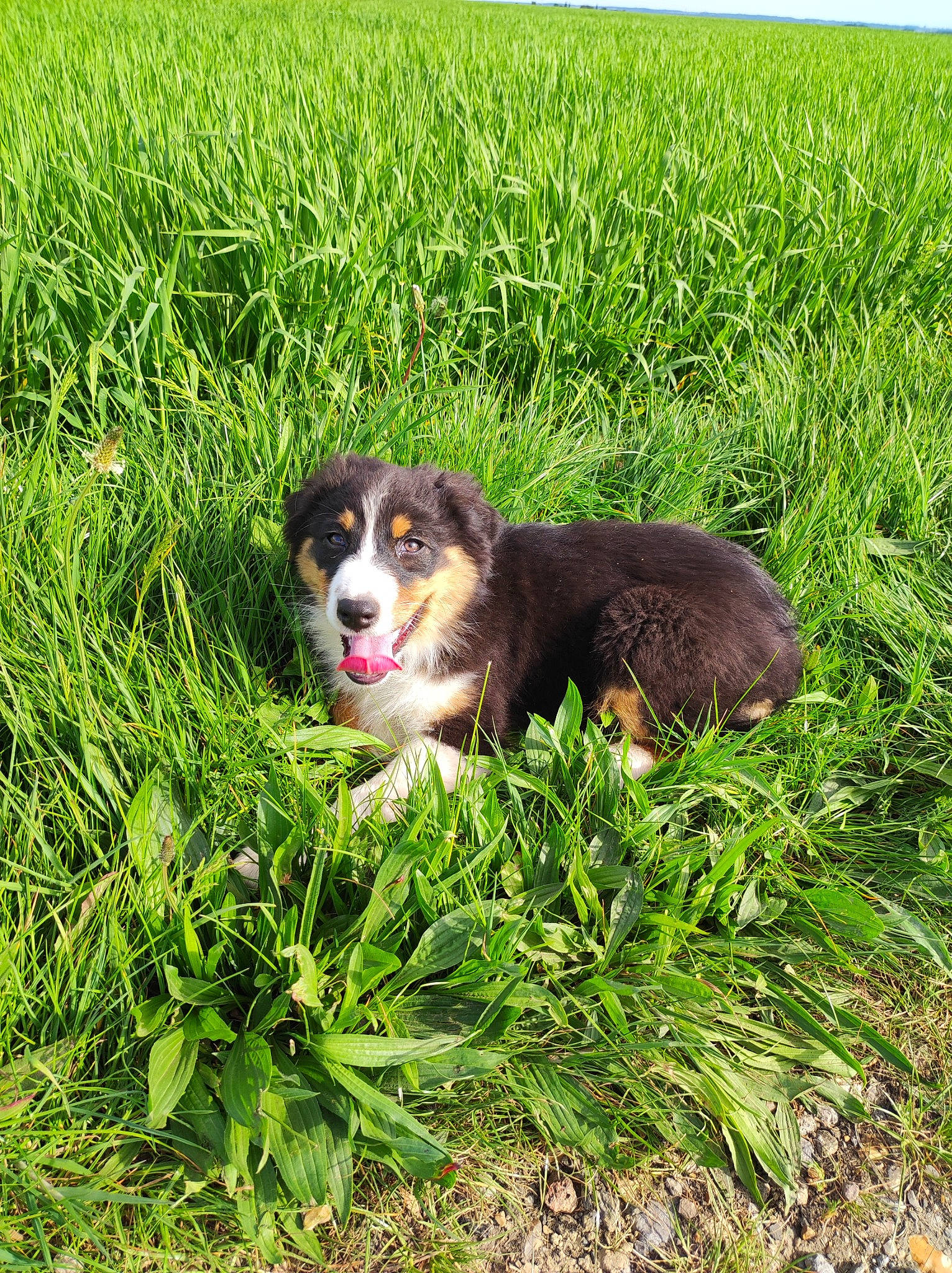 Tess a rejoint le concours — aidez-le/la à gagner de superbes lots ! ball, bernese_mountain_dog, canidae, carnivore, cloud, companion_dog, dog, dog_breed, field, grass, grassland, green, groundcover, pasture, people_in_nature, plant, prairie, sky, sporting_group, terrestrial_animal