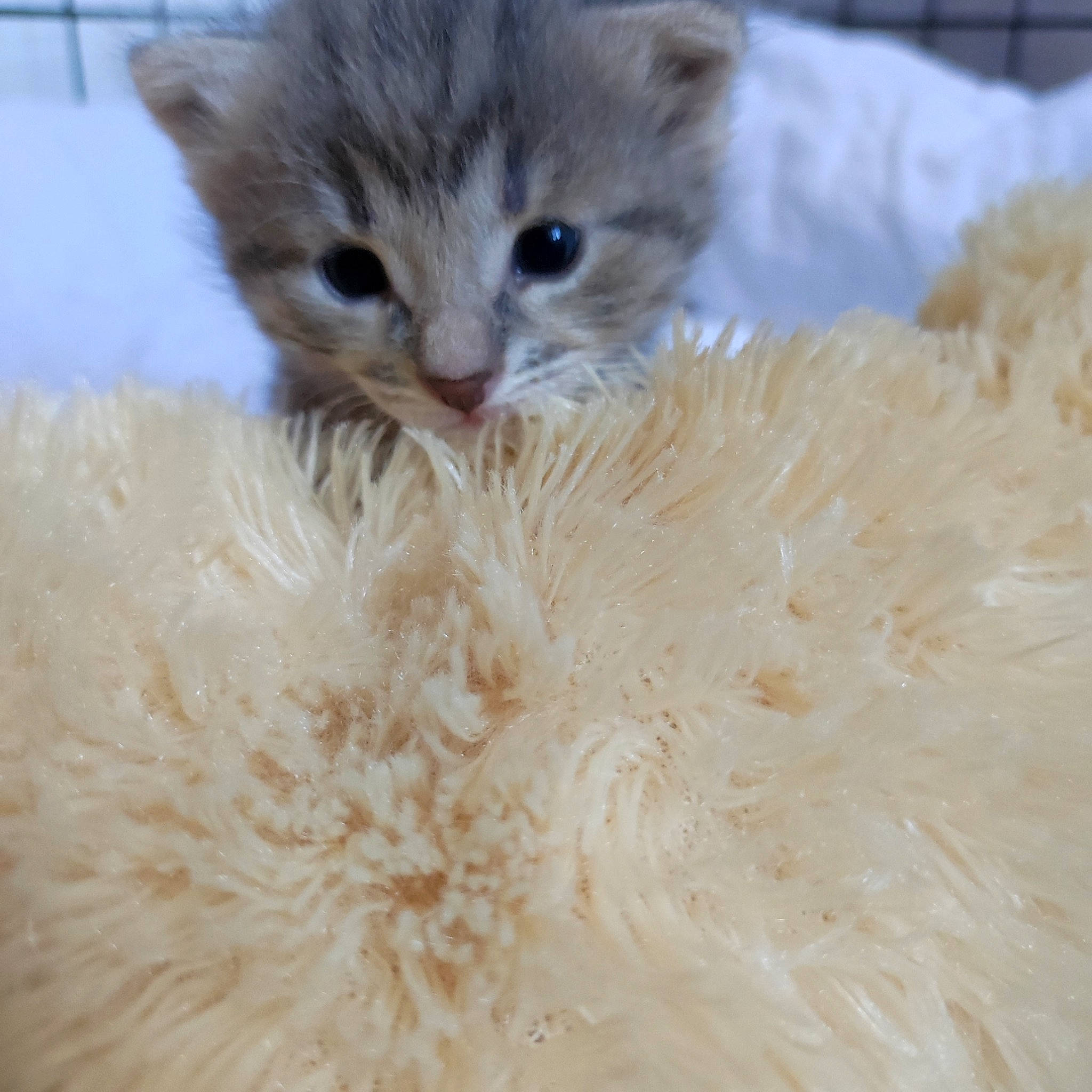 Gribouillette a rejoint le concours — aidez-le/la à gagner de superbes lots ! bed, carnivore, cat, cat_bed, claw, comfort, domestic_short_haired_cat, fawn, feather, felidae, fur, laperm, paw, peach, small_to_medium_sized_cats, tail, whiskers