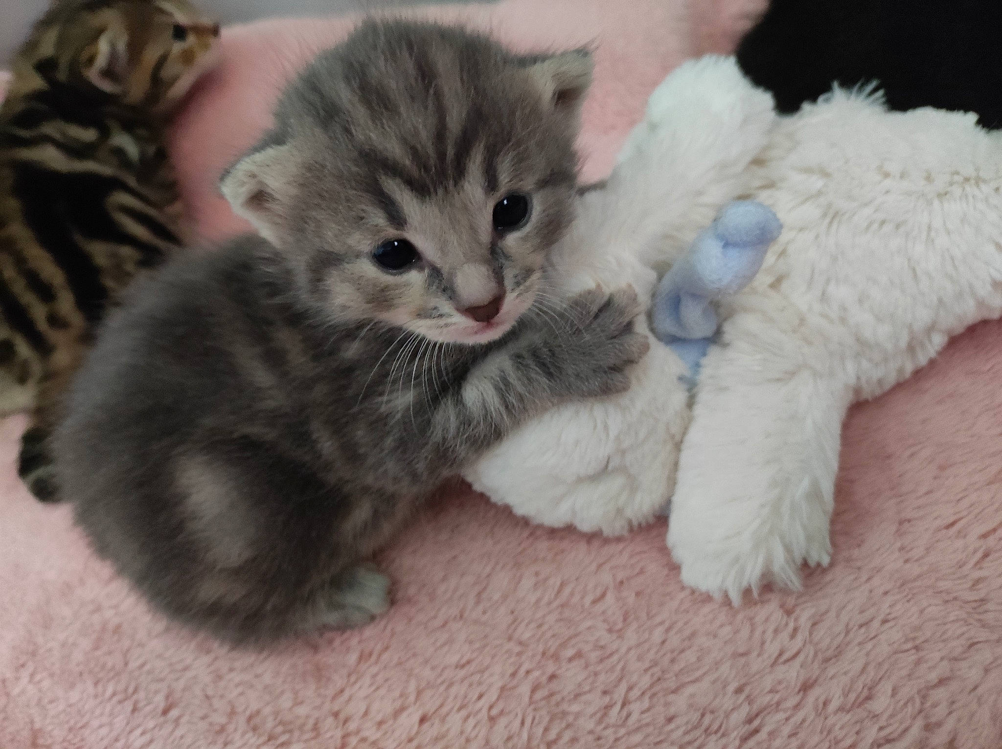 Gribouillette participe au concours pour gagner de l'argent avec cette photo : carnivore, cat, cat_toy, claw, comfort, domestic_short_haired_cat, fawn, felidae, fur, paw, small_to_medium_sized_cats, snout, tail, whiskers