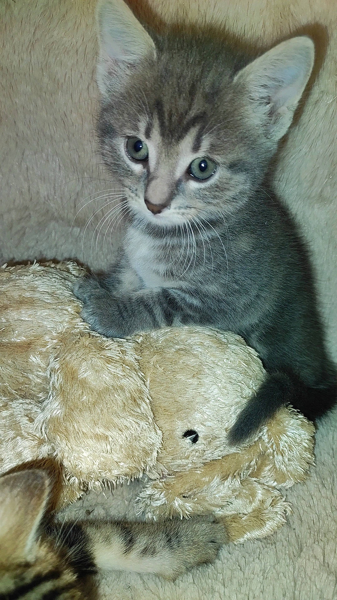 Gribouillette a rejoint le concours — aidez-le/la à gagner de superbes lots ! carnivore, cat, claw, domestic_short_haired_cat, felidae, fur, grey, paw, sitting, small_to_medium_sized_cats, snout, tail, terrestrial_animal, whiskers, wildlife, window