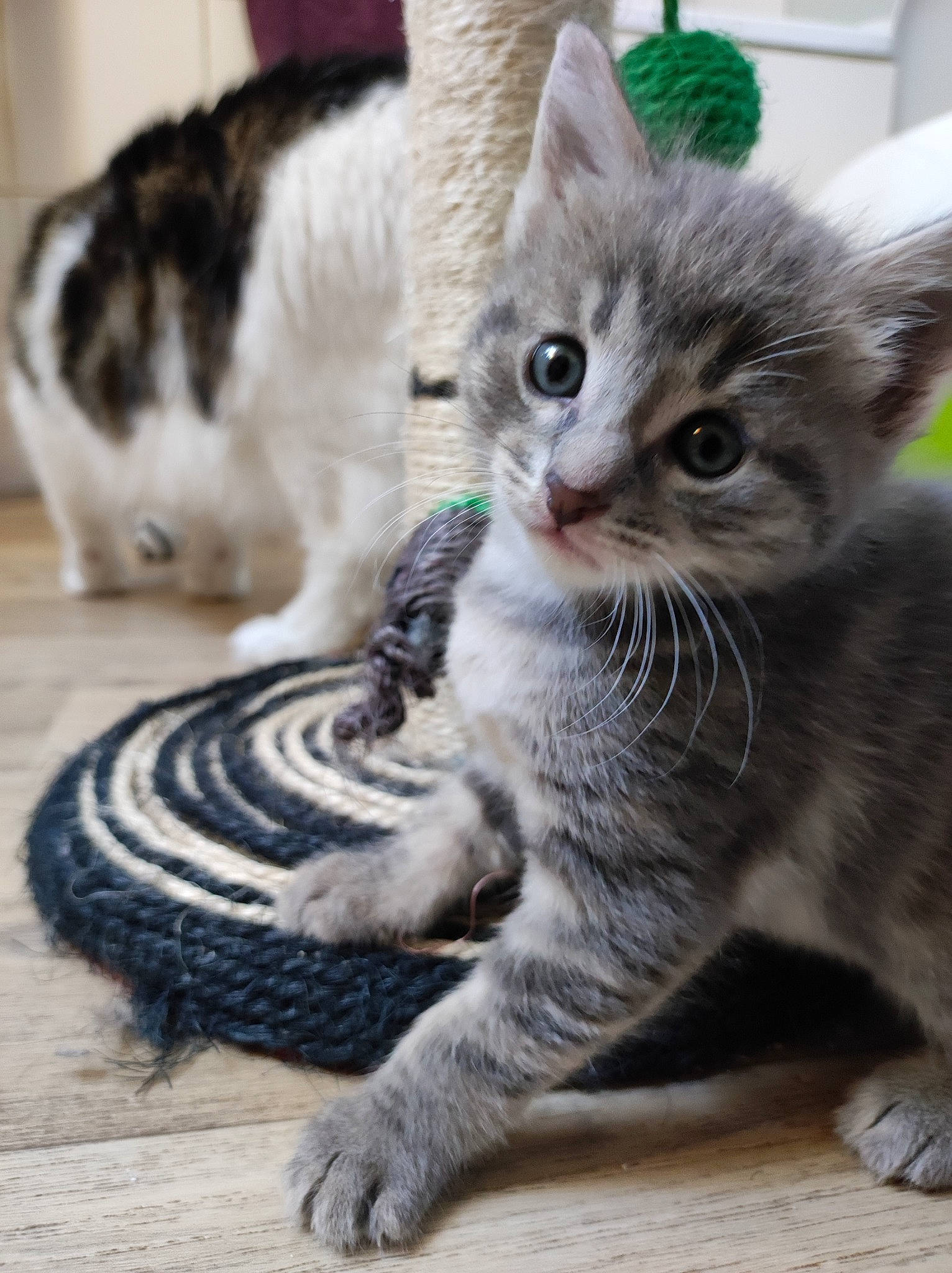Gribouillette participe au concours pour gagner de l'argent avec cette photo : carnivore, cat, claw, domestic_short_haired_cat, felidae, fur, paw, photo_caption, sitting, small_to_medium_sized_cats, snout, tail, terrestrial_animal, whiskers, window