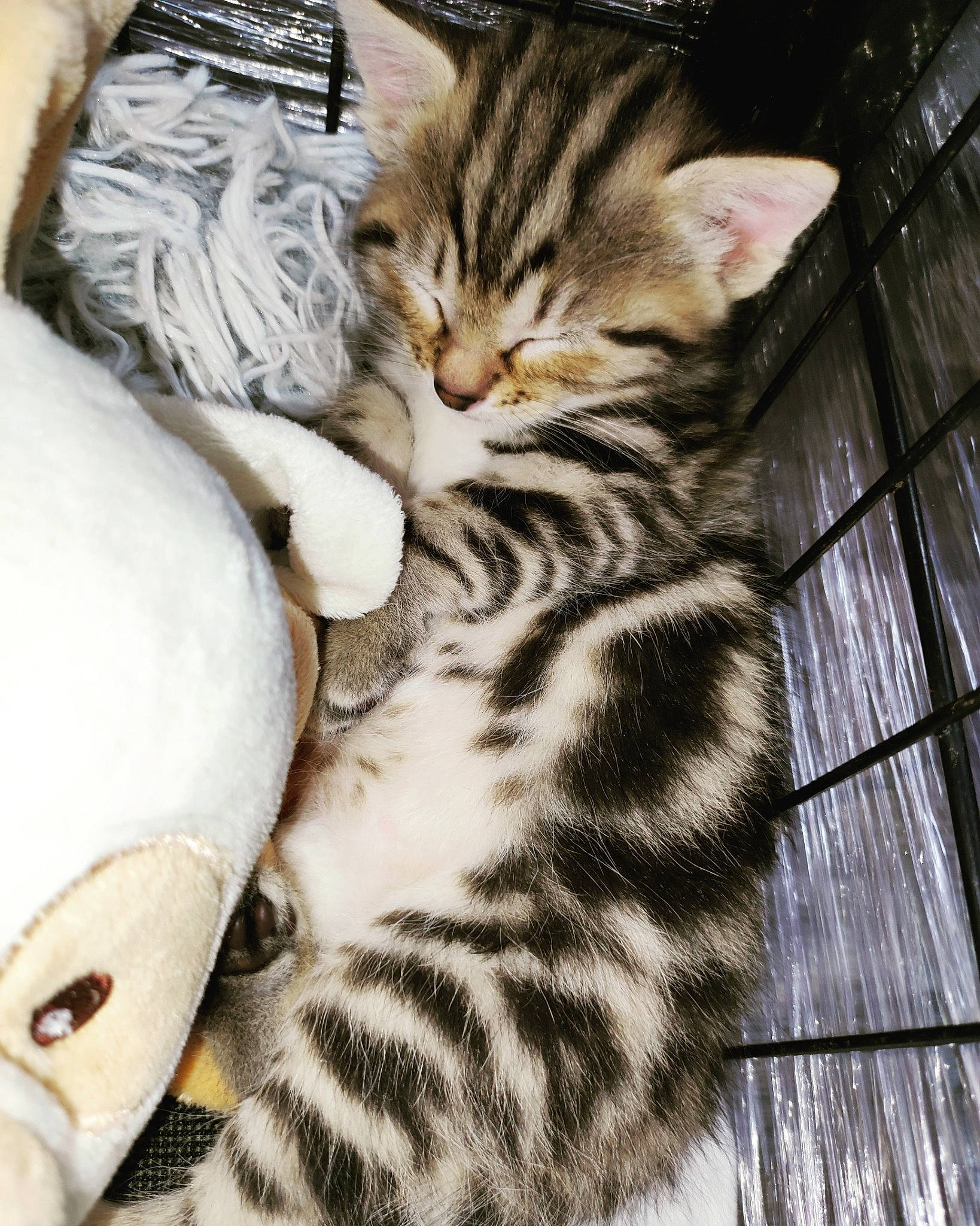 Mochi participe au concours pour gagner de l'argent avec cette photo : carnivore, cat, claw, comfort, domestic_short_haired_cat, fawn, felidae, foot, fur, nap, pattern, paw, sitting, sleep, small_to_medium_sized_cats, snout, tail, terrestrial_animal, whiskers, wildlife