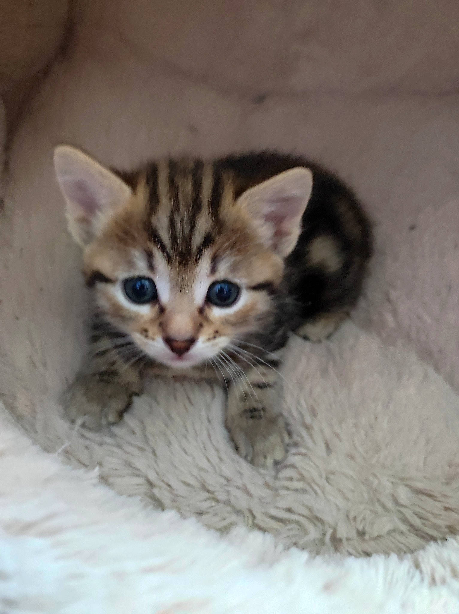 Mochi participe au concours pour gagner de l'argent avec cette photo : carnivore, cat, cat_furniture, cat_supply, claw, domestic_short_haired_cat, door, fawn, felidae, fur, paw, small_to_medium_sized_cats, snout, tail, whiskers, window