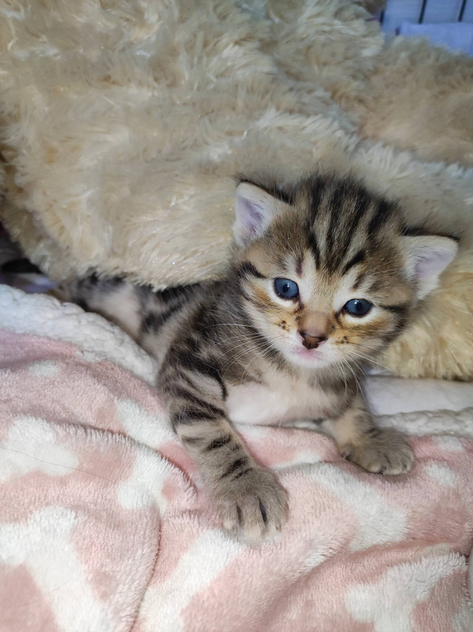 Mochi a rejoint le concours — aidez-le/la à gagner de superbes lots ! carnivore, cat, claw, comfort, domestic_short_haired_cat, fawn, felidae, foot, fur, paw, small_to_medium_sized_cats, snout, tail, terrestrial_animal, whiskers