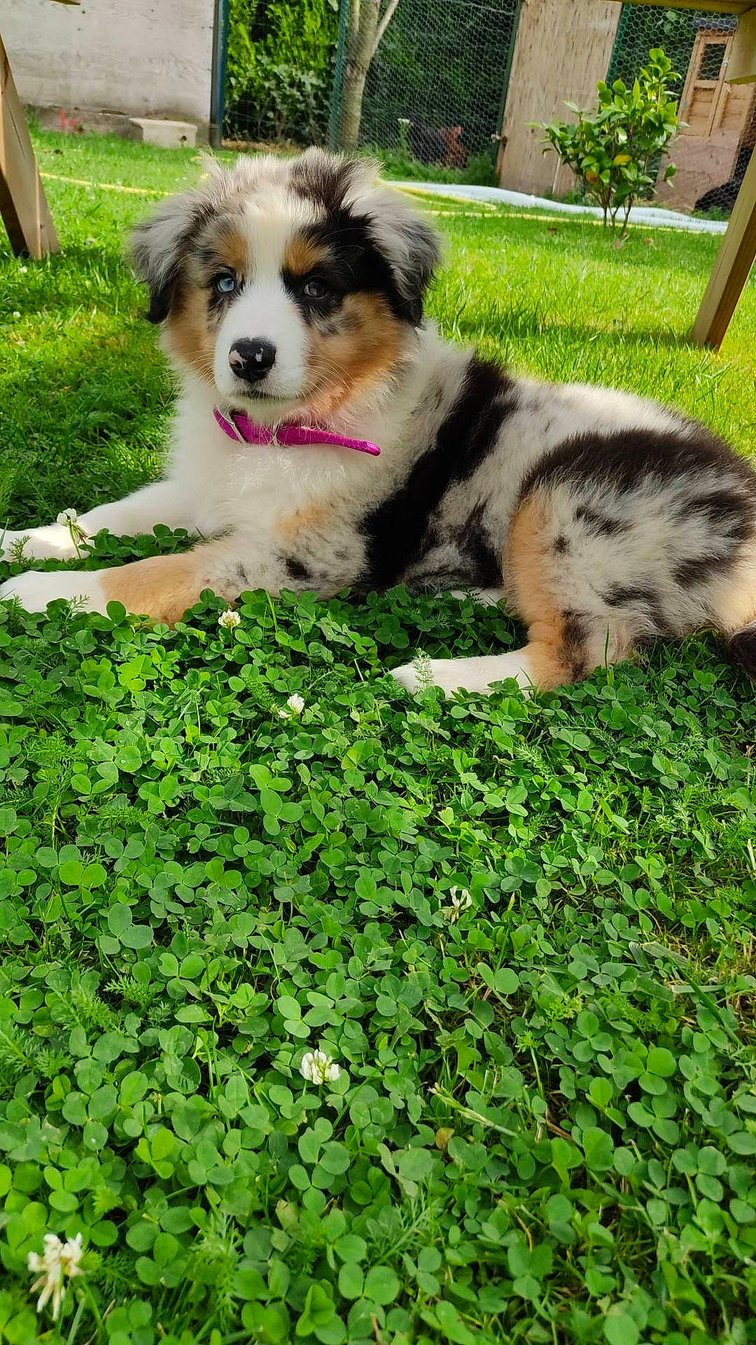 Sakura a rejoint le concours — aidez-le/la à gagner de superbes lots ! ancient_dog_breeds, canidae, carnivore, companion_dog, dog, dog_breed, garden, grass, green, groundcover, herding_dog, livestock_guardian_dog, miniature_australian_shepherd, plant, shrub, snout, sporting_group, tail, working_animal, working_dog