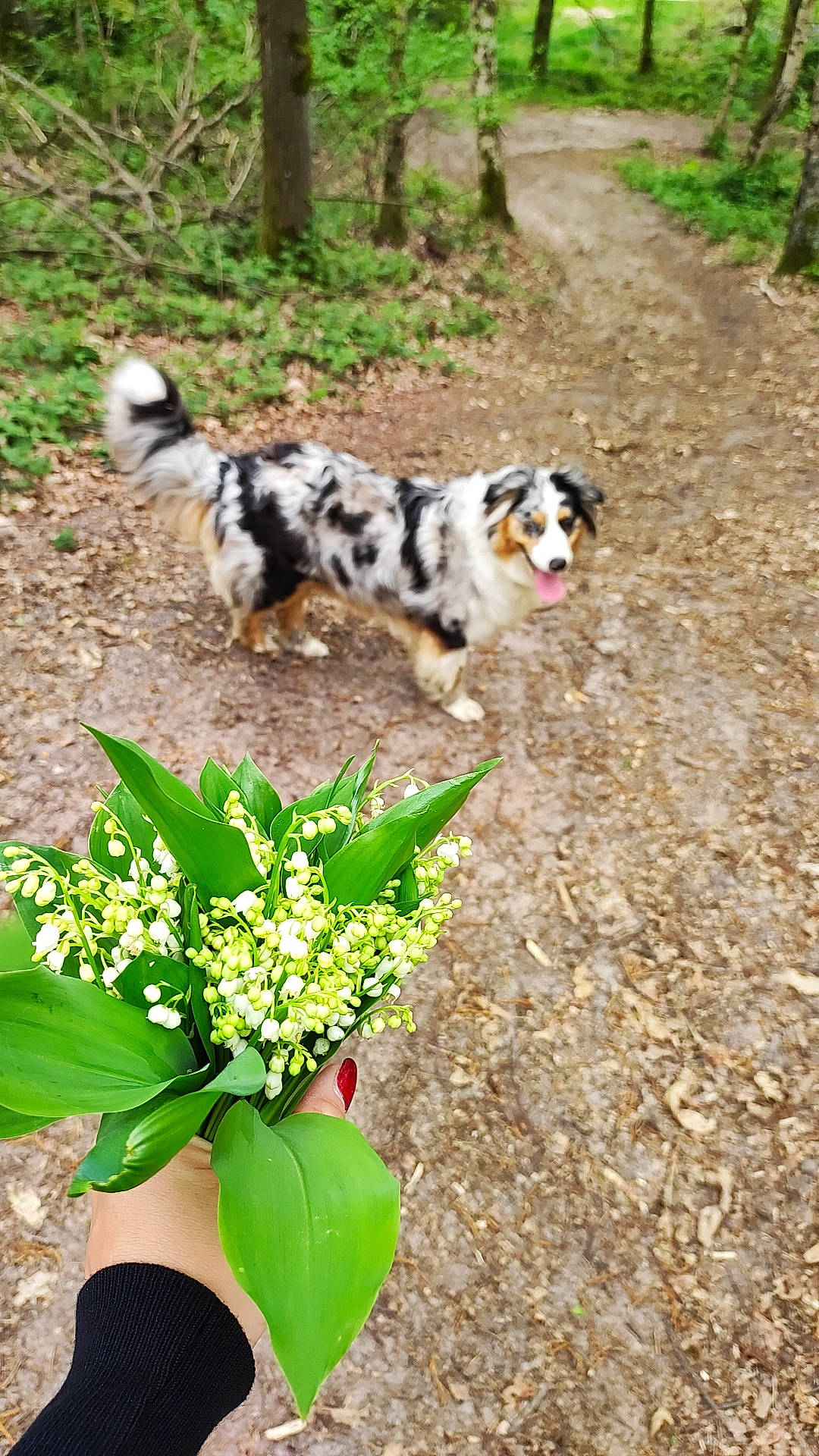 Sakura a rejoint le concours — aidez-le/la à gagner de superbes lots ! annual_plant, botany, carnivore, companion_dog, dog, dog_breed, flower, flowerpot, gardening, grass, groundcover, herbaceous_plant, landscape, leaf, plant, shrub, soil, terrestrial_animal, terrestrial_plant, tree