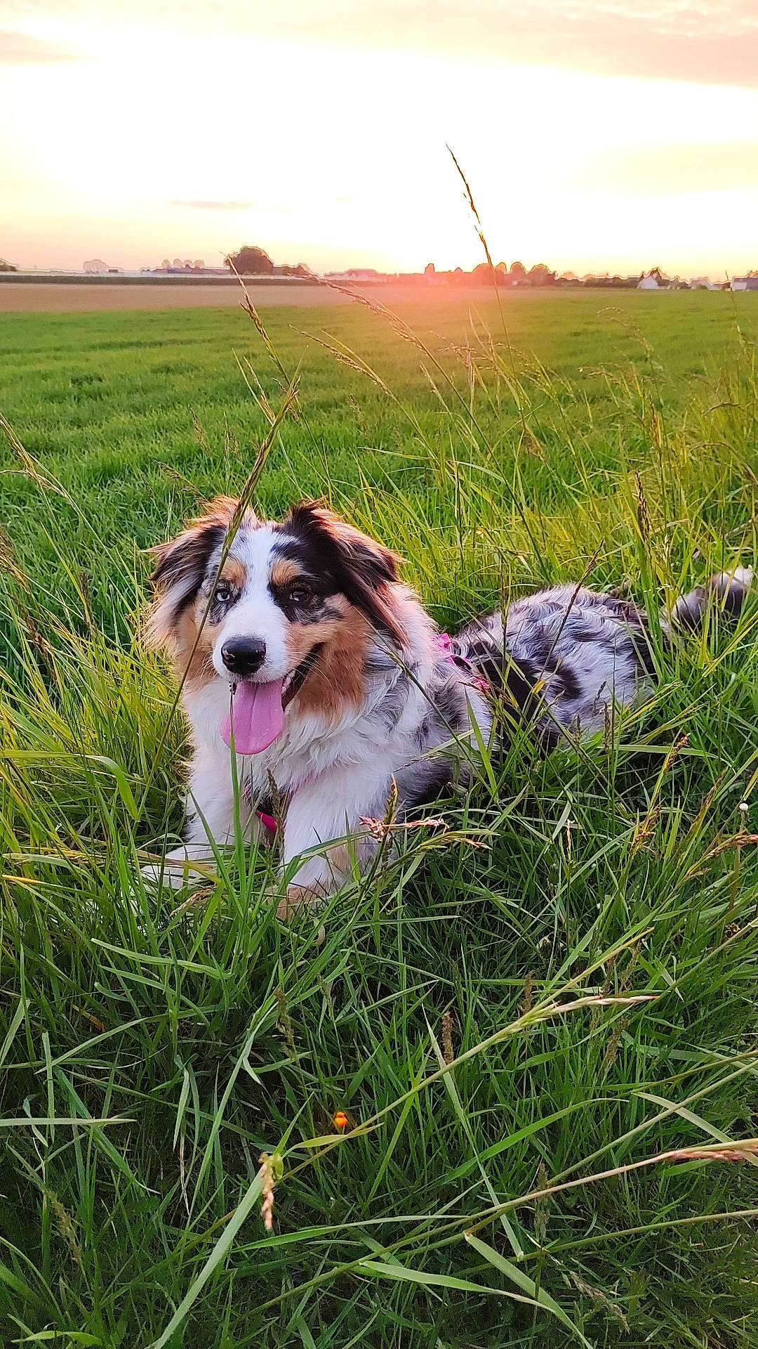 Sakura participe au concours pour gagner de l'argent avec cette photo : canidae, carnivore, companion_dog, dog, dog_breed, field, grass, grass_family, grassland, happy, landscape, meadow, natural_landscape, people_in_nature, plant, prairie, sky, snout, sporting_group, whiskers
