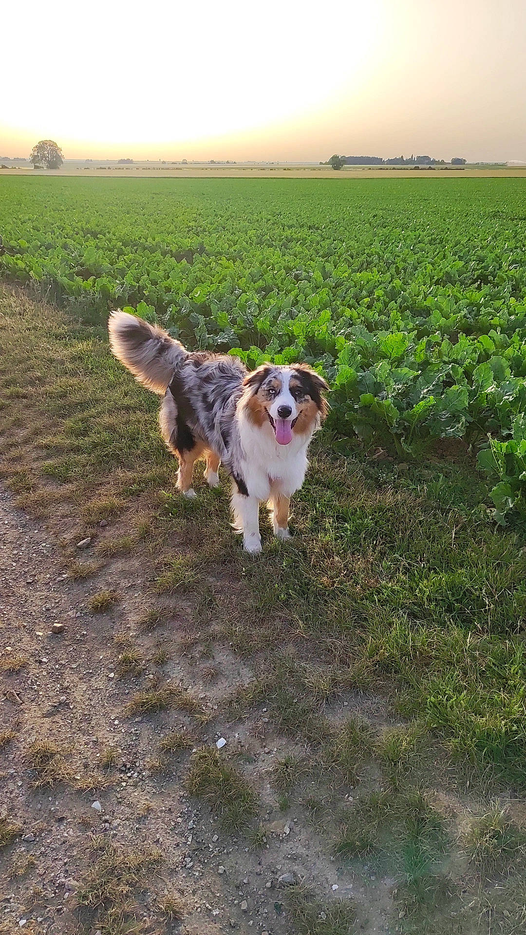 Sakura a rejoint le concours — aidez-le/la à gagner de superbes lots ! agriculture, carnivore, companion_dog, dog, dog_breed, fawn, field, grass, grassland, horizon, landscape, pasture, people_in_nature, plant, prairie, sky, soil, tail, tree, vertebrate