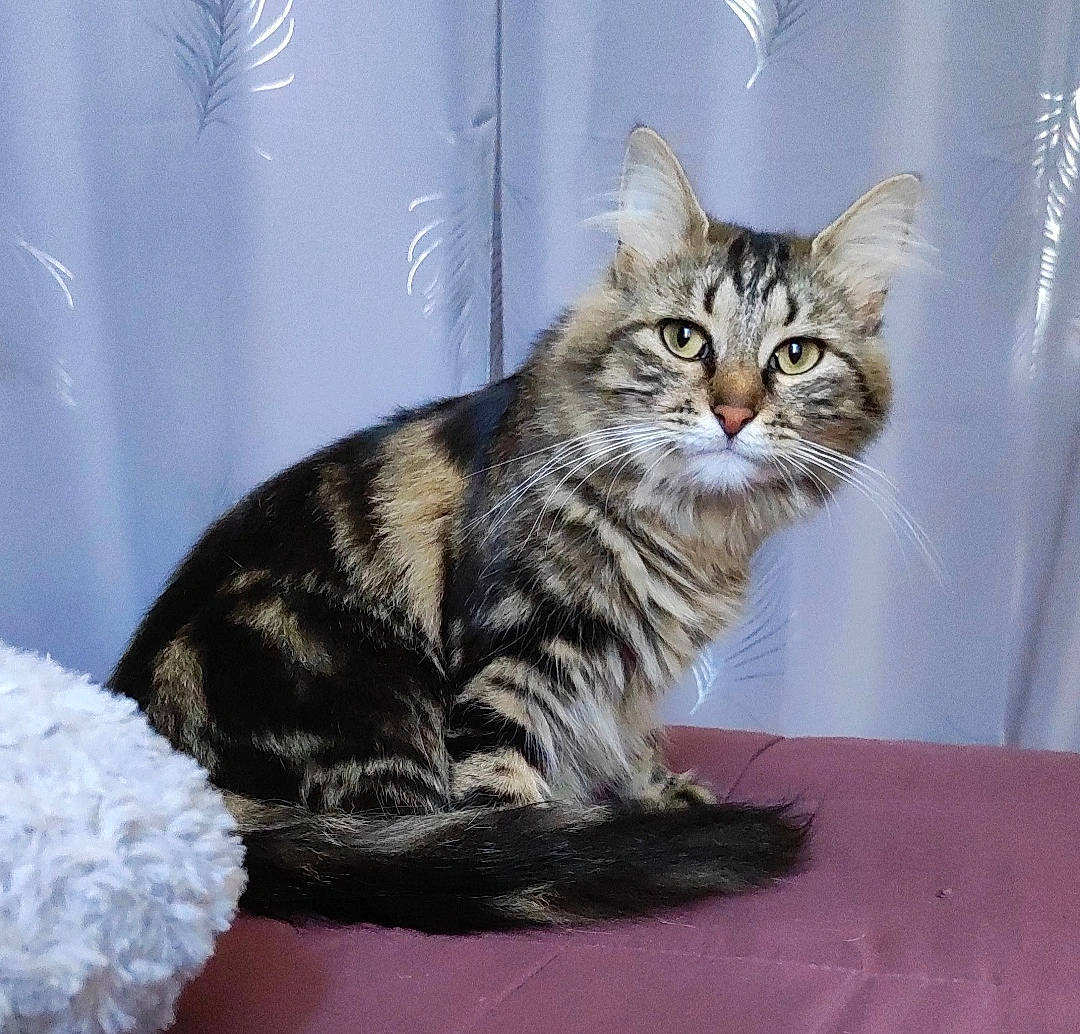 Yumi a rejoint le concours — aidez-le/la à gagner de superbes lots ! carnivore, cat, domestic_short_haired_cat, door, felidae, fur, paw, small_to_medium_sized_cats, snout, tail, terrestrial_animal, whiskers