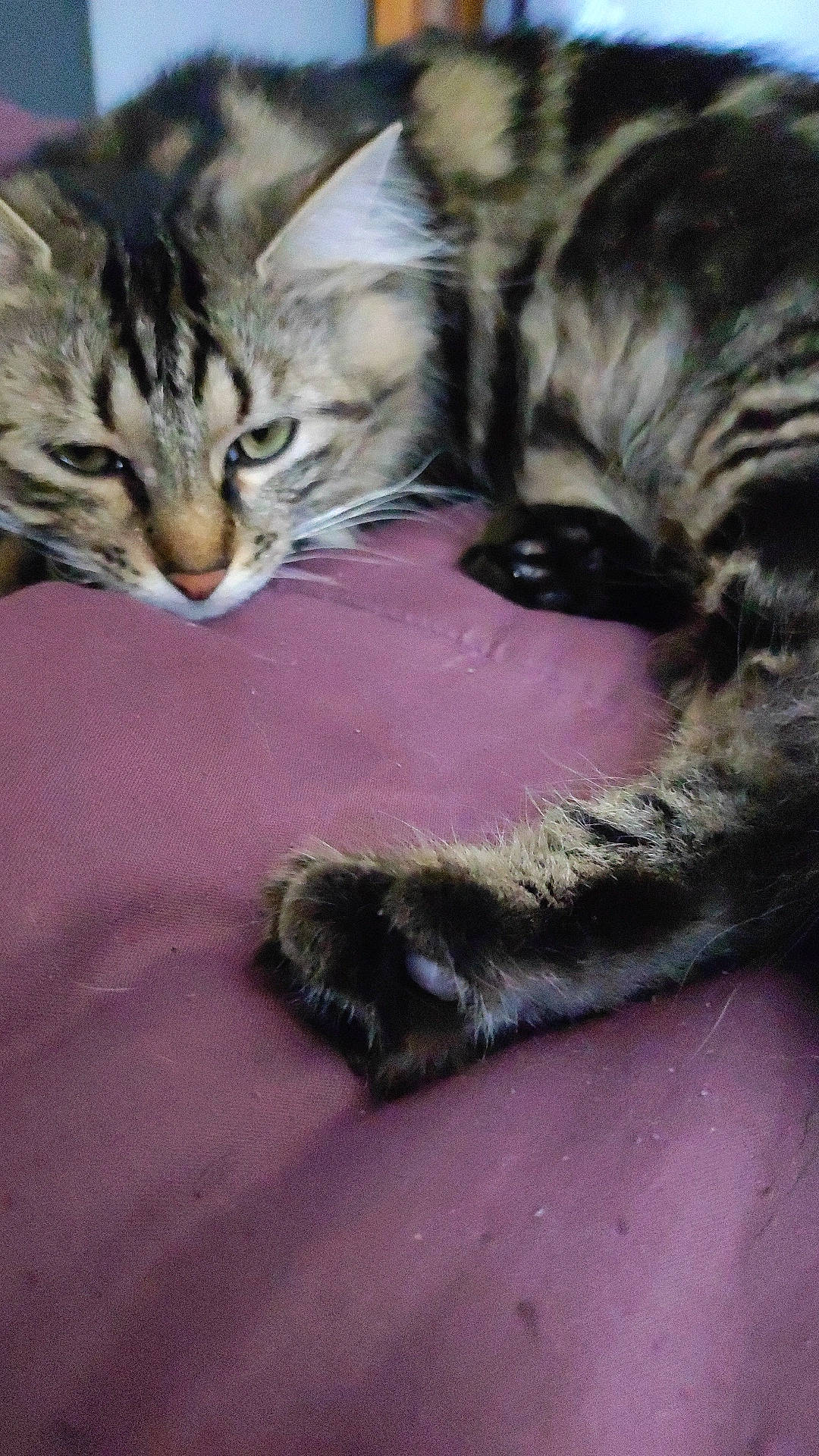 Yumi participe au concours pour gagner de l'argent avec cette photo : carnivore, cat, claw, comfort, domestic_short_haired_cat, fawn, felidae, fur, nap, paw, sleep, small_to_medium_sized_cats, snout, tail, terrestrial_animal, whiskers, wildlife