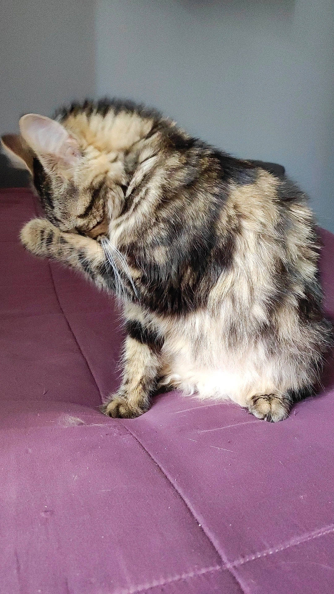 Yumi participe au concours pour gagner de l'argent avec cette photo : carnivore, cat, claw, comfort, domestic_short_haired_cat, eye, felidae, fur, nap, paw, sleep, small_to_medium_sized_cats, snout, tail, terrestrial_animal, whiskers