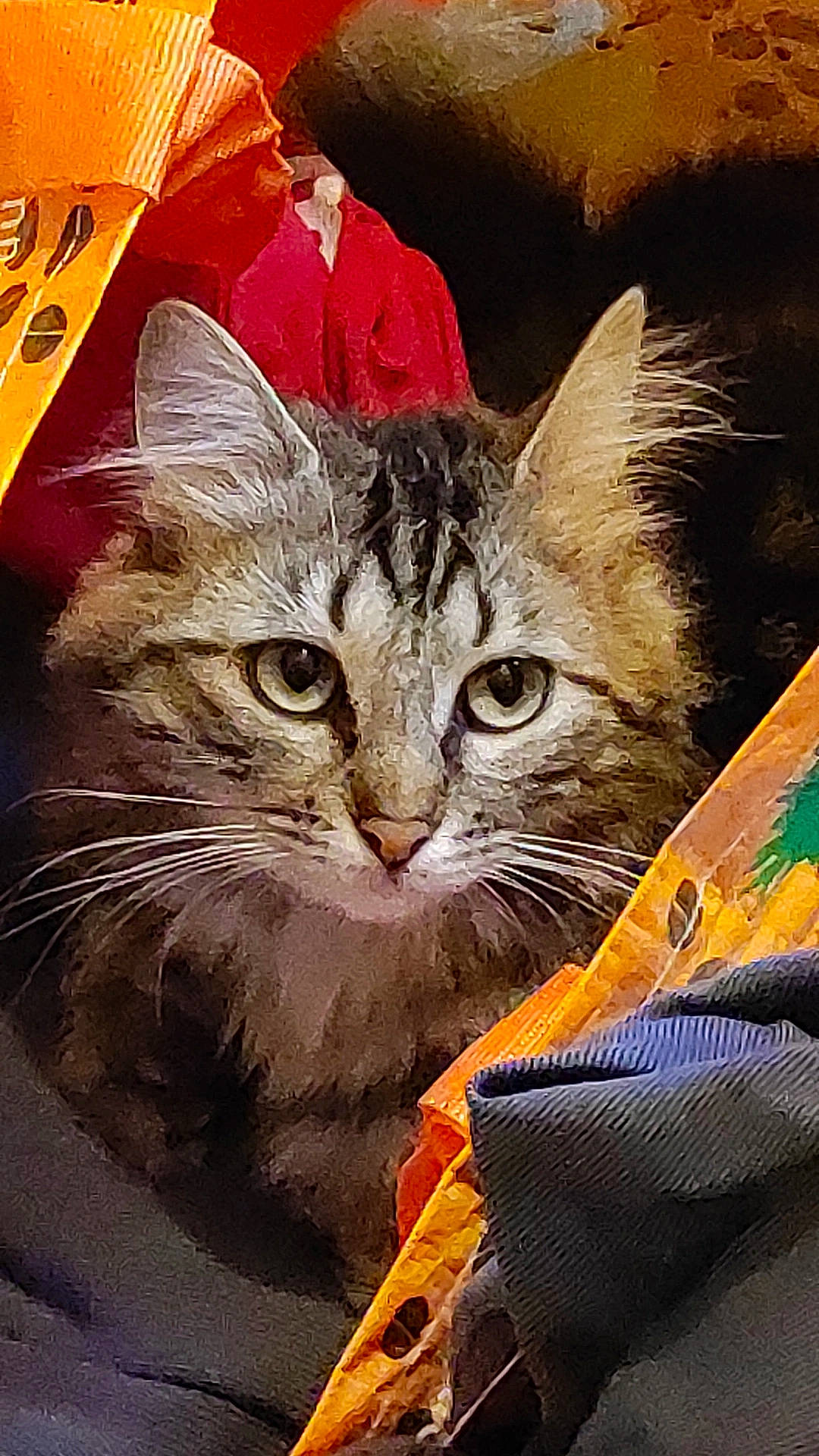 Yumi participe au concours pour gagner de l'argent avec cette photo : art, carnivore, cat, claw, domestic_short_haired_cat, felidae, fur, illustration, love, paw, photo_caption, small_to_medium_sized_cats, snout, square, visual_arts, whiskers