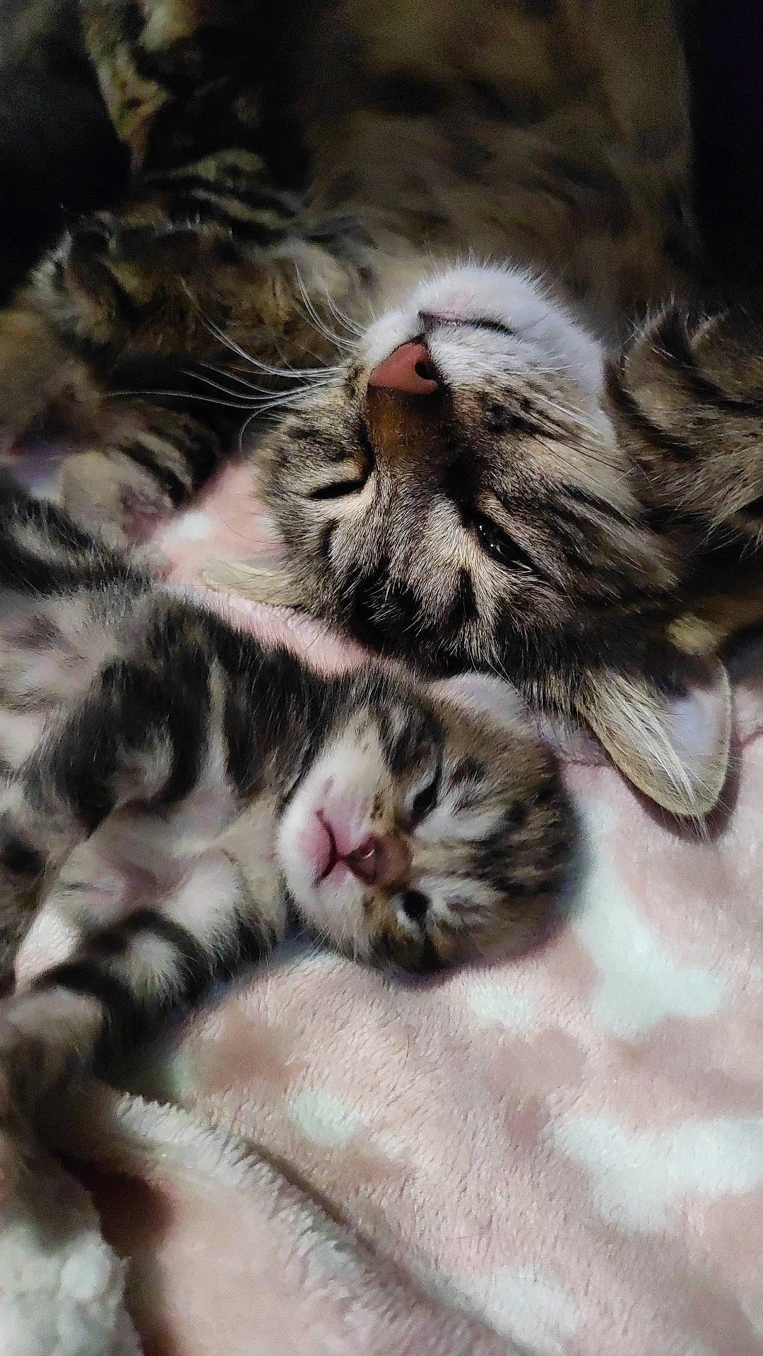 Yumi a rejoint le concours — aidez-le/la à gagner de superbes lots ! carnivore, cat, claw, close_up, comfort, domestic_short_haired_cat, fawn, felidae, fur, grey, nap, paw, sleep, small_to_medium_sized_cats, snout, tail, terrestrial_animal, whiskers, wildlife