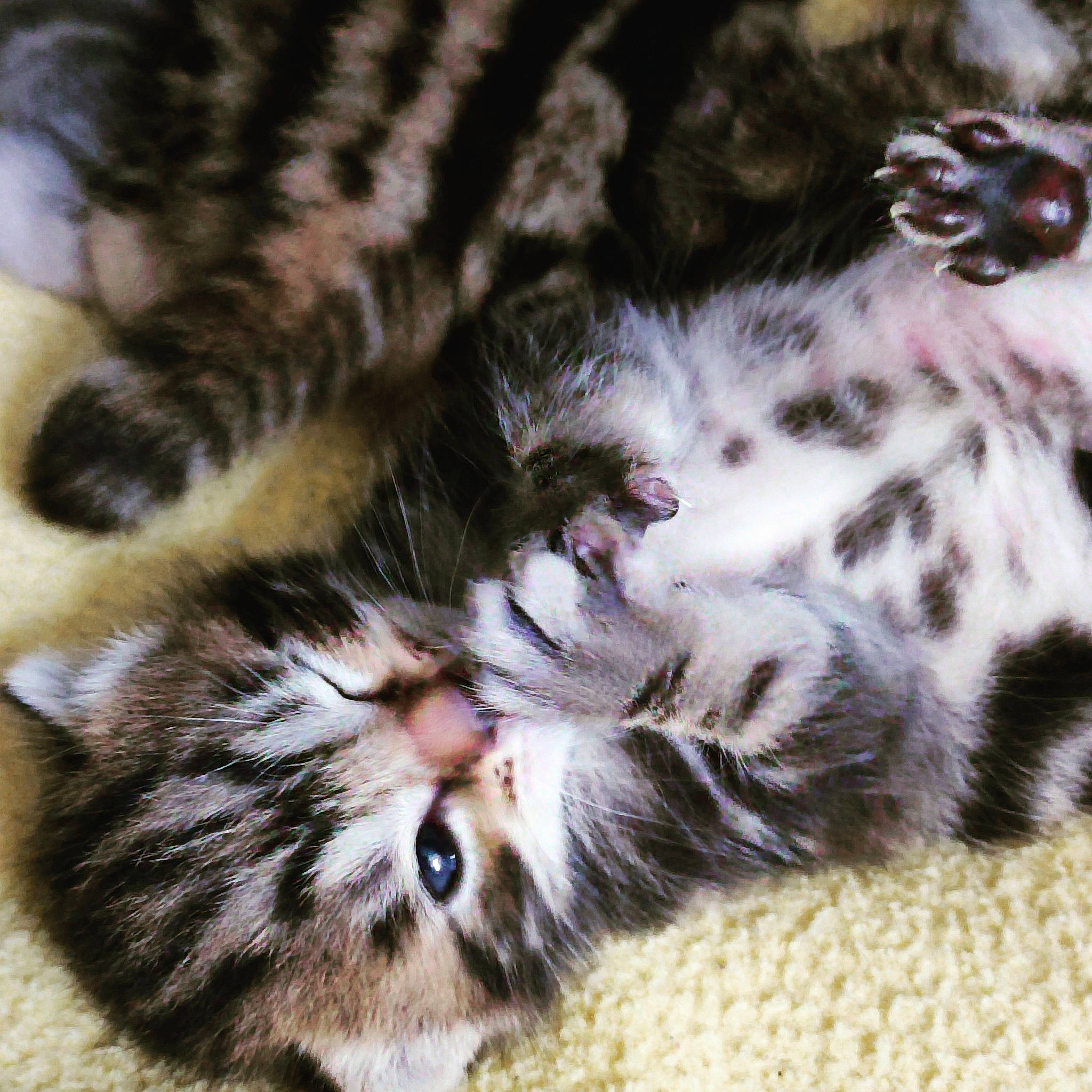 Princesse participe au concours pour gagner de l'argent avec cette photo : carnivore, cat, claw, close_up, domestic_short_haired_cat, fawn, felidae, foot, fur, nap, pattern, paw, photography, sleep, small_to_medium_sized_cats, snout, tail, terrestrial_animal, whiskers, white