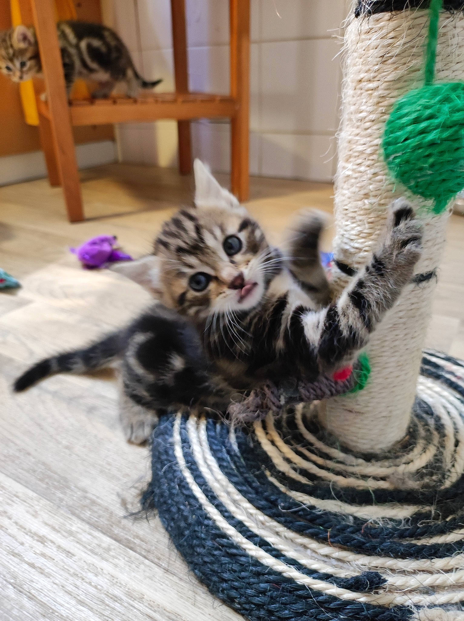 Princesse a rejoint le concours — aidez-le/la à gagner de superbes lots ! automotive_tire, carnivore, cat, cat_supply, chair, claw, domestic_short_haired_cat, fawn, felidae, flooring, fur, grey, hardwood, pattern, paw, small_to_medium_sized_cats, tail, tree, whiskers, wood