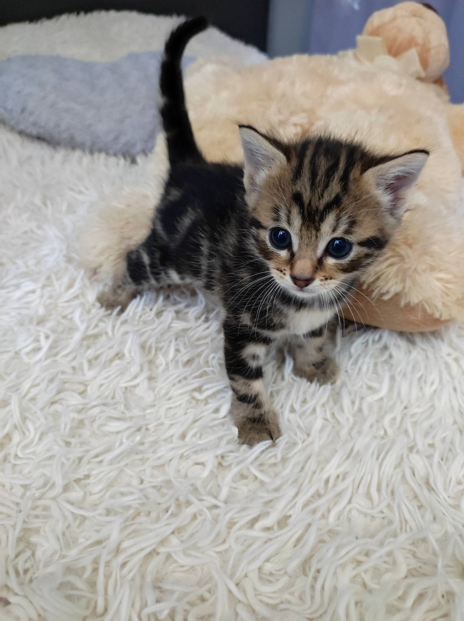 Princesse a rejoint le concours — aidez-le/la à gagner de superbes lots ! carnivore, cat, claw, comfort, domestic_short_haired_cat, fawn, felidae, flooring, fur, paw, sitting, small_to_medium_sized_cats, snout, tail, terrestrial_animal, whiskers