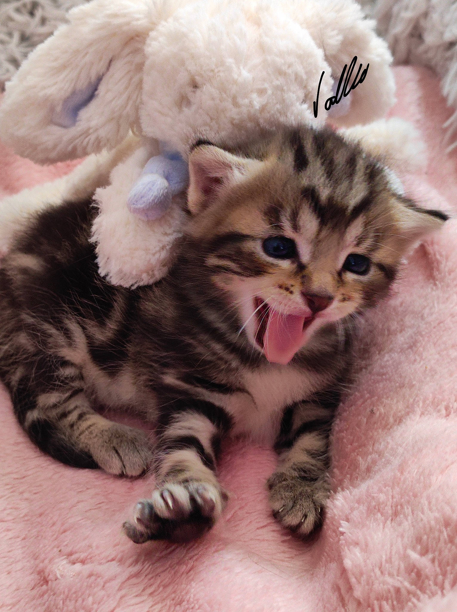 Princesse participe au concours pour gagner de l'argent avec cette photo : art, carnivore, cat, cat_bed, cat_toy, claw, comfort, domestic_short_haired_cat, fawn, felidae, fur, mammal, paw, photo_caption, small_to_medium_sized_cats, snout, tail, toy, vertebrate, whiskers