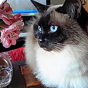 éléonore participe au concours pour gagner de l'argent avec cette photo : cat, blue_eyes, fluffy, flower_vase, pink_flowers, glass_paperweight, wooden_surface, indoor, pet, close_up, domestic_animal, feline, whiskers, curious, houseplant, table, decor, fur, looking_away, still_life
