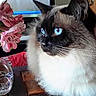 cat, blue_eyes, fluffy, flower_vase, pink_flowers, glass_paperweight, wooden_surface, indoor, pet, close_up, domestic_animal, feline, whiskers, curious, houseplant, table, decor, fur, looking_away, still_life
