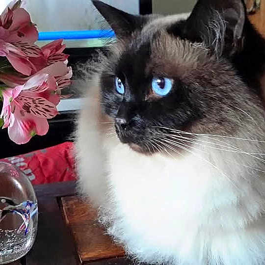 éléonore participe au concours pour gagner de l'argent avec cette photo : cat, blue_eyes, fluffy, flower_vase, pink_flowers, glass_paperweight, wooden_surface, indoor, pet, close_up, domestic_animal, feline, whiskers, curious, houseplant, table, decor, fur, looking_away, still_life