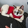 Cookie a rejoint le concours — aidez-le/la à gagner de superbes lots ! animal, attention, black_clothing, blue_eyes, cat, clothing, cozy, cute, domestic, feline, fur, hand, indoor, lap, person, pet, puma_logo, red_shirt, resting, unique_markings