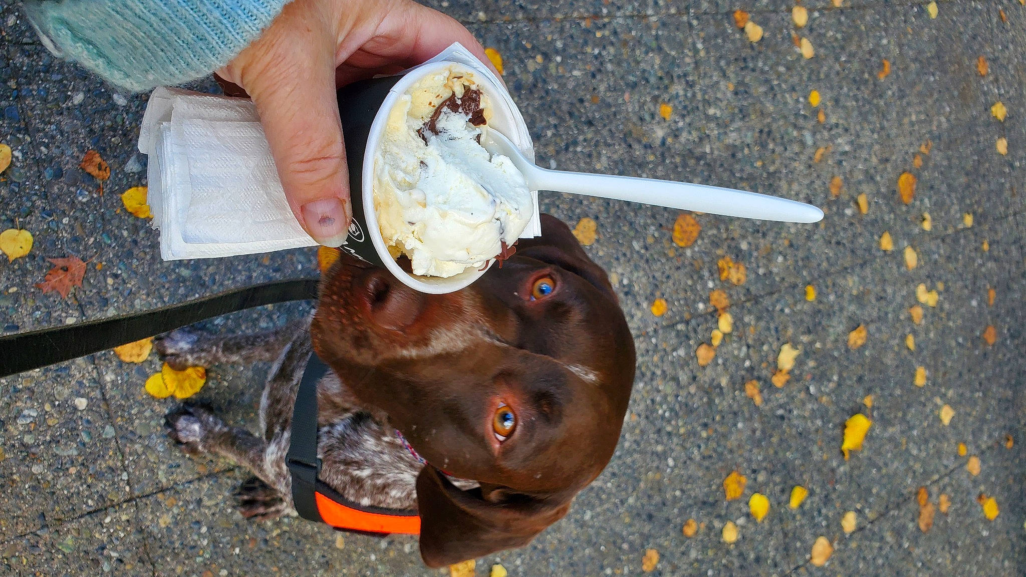 Drake is registered to the contest to win money with this photo: asphalt, canidae, carnivore, cutlery, dog_breed, fashion_accessory, fish, food, ingredient, kitchen_utensil, liver, meat, metal, recipe, snout, soil, sporting_group, vegetable, wood, working_animal