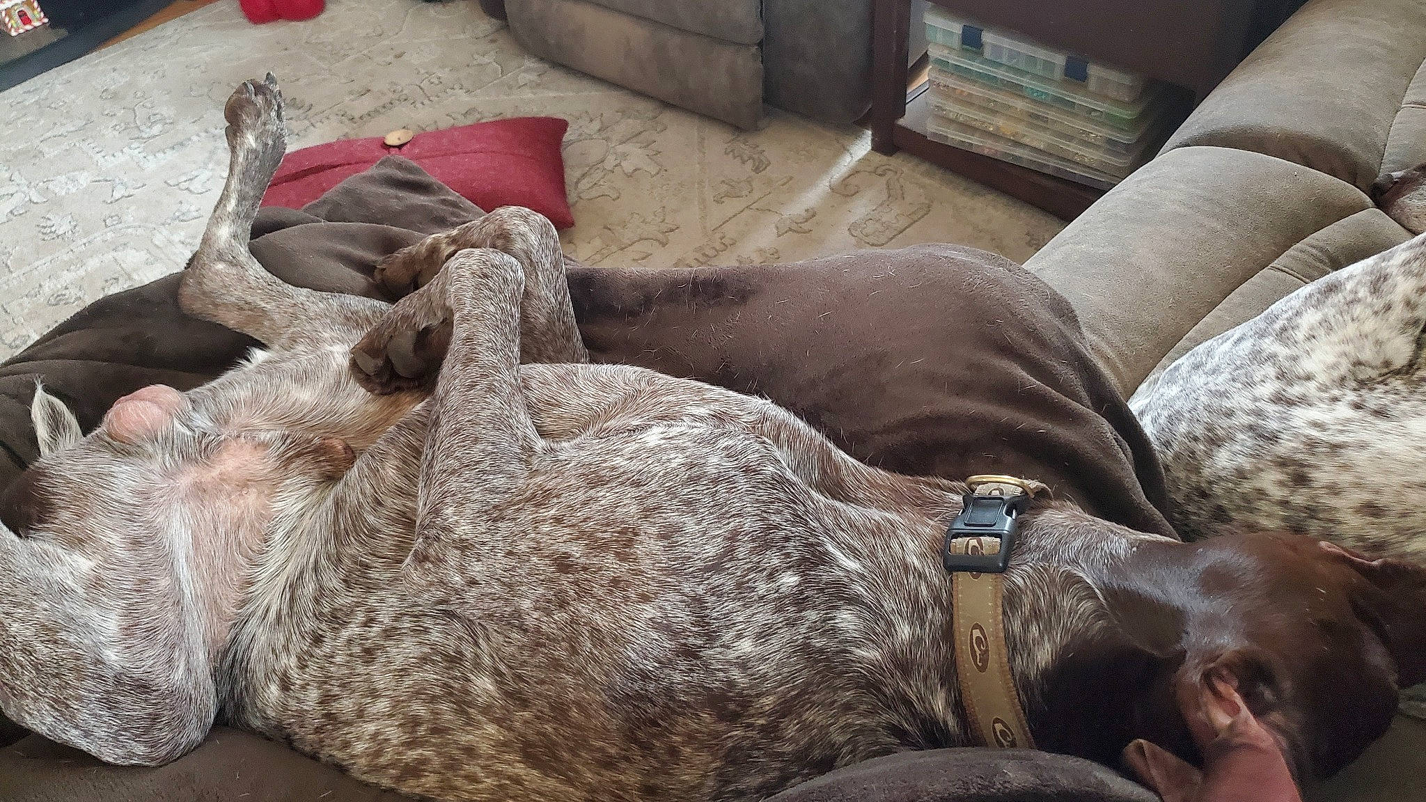 Drake is registered to the contest to win money with this photo: canidae, carnivore, comfort, companion_dog, couch, dog, dog_breed, fawn, fur, human_leg, liver, mammal, nap, natural_material, snout, sporting_group, terrestrial_animal, watch, wood, working_animal