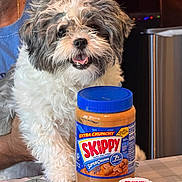 Mia is registered to the contest to win money with this photo: dog, pet, peanut_butter, skippy, table, indoor, person, blue_shirt, pill_bottle, cvs, curly_fur, smiling, happy, fur, container, food, household, closeup, animal, mammal