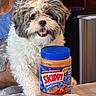 dog, pet, peanut_butter, skippy, table, indoor, person, blue_shirt, pill_bottle, cvs, curly_fur, smiling, happy, fur, container, food, household, closeup, animal, mammal