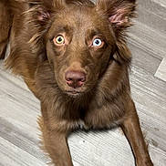 Nova Sky is registered to the contest to win money with this photo: alert, animal, blue_eye, brown_dog, canine, companion, curious, dog, domestic_animal, ears, fur, heterochromia, indoor, laying_down, looking_up, mammal, pet, portrait, wooden_floor, yellow_eye