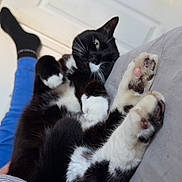 Rocky joined the competition — help win amazing prizes! cat, black_and_white, paws, relaxed, indoor, person_leg, blue_pants, black_sock, soft_surface, striped_shirt, whiskers, feline, cute, pet, domestic_animal, resting, close_up, fur, claws, home