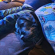 Griff is registered to the contest to win money with this photo: dog, sleeping, blanket, couch, person, indoor, relaxing, comfort, patterned, paw, fur, black_dog, home, rest, nap, cozy, casual_clothing, wood_floor, table, cup