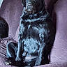 dog, black_dog, sitting, couch, indoor, pet, fur, animal, canine, furniture, purple_couch, paw, looking_away, companion, relaxed, home, domestic, portrait, seated, expression