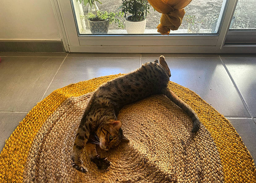 Inouka participe au concours pour gagner de l'argent avec cette photo : carnivore, carpet, cat, comfort, domestic_short_haired_cat, felidae, floor, flooring, flowerpot, fur, houseplant, pattern, room, small_to_medium_sized_cats, tail, terrestrial_animal, textile, whiskers, window, wood