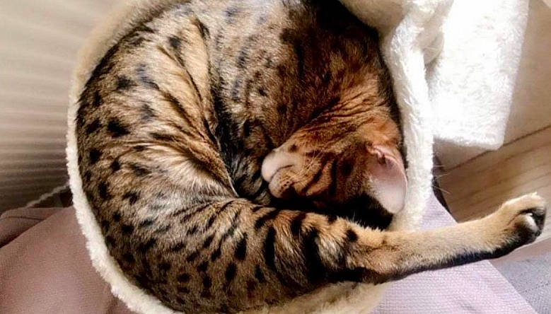 Inouka a rejoint le concours — aidez-le/la à gagner de superbes lots ! carnivore, cat, cat_bed, claw, comfort, domestic_short_haired_cat, fawn, felidae, fur, nap, paw, small_to_medium_sized_cats, snout, tail, terrestrial_animal, whiskers, wildlife, wood, wrinkle