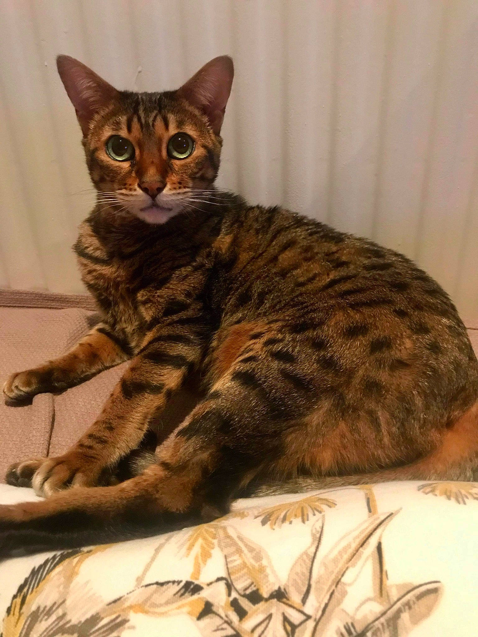Inouka a rejoint le concours — aidez-le/la à gagner de superbes lots ! carnivore, cat, claw, comfort, domestic_short_haired_cat, fawn, felidae, fur, paw, sitting, small_to_medium_sized_cats, snout, tail, terrestrial_animal, whiskers, wildlife