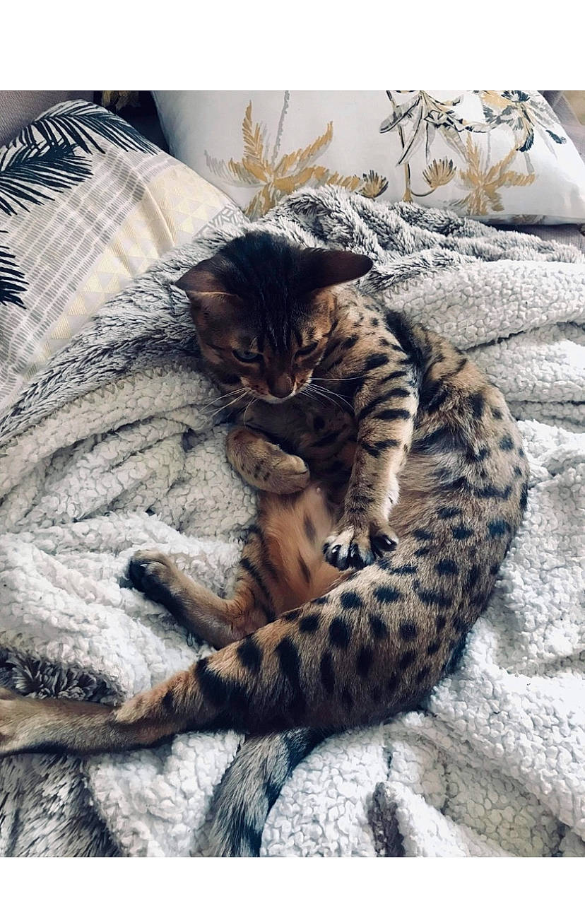 Inouka participe au concours pour gagner de l'argent avec cette photo : carnivore, cat, claw, comfort, domestic_short_haired_cat, fawn, felidae, fur, linens, pattern, paw, rectangle, small_to_medium_sized_cats, snout, tail, terrestrial_animal, textile, whiskers, wildlife, wood