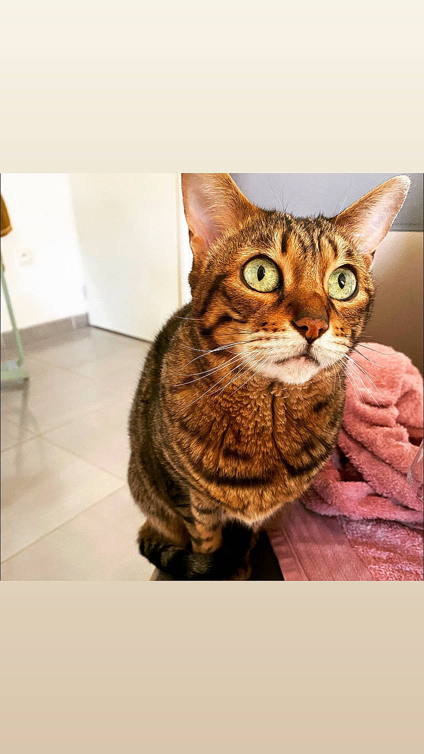 Inouka participe au concours pour gagner de l'argent avec cette photo : art, carnivore, cat, domestic_short_haired_cat, eye, felidae, fur, lamp, paw, rectangle, sitting, small_to_medium_sized_cats, snout, tail, terrestrial_animal, tree, visual_arts, whiskers, wildlife, wood