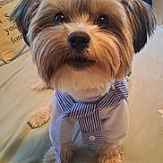 Barack Kenyatta Jo joined the competition — help win amazing prizes! animal, bed, cozy, cute, dog, domestic_animal, ears, eyes, fluffy, front_paws, fur, indoor, looking_up, mouth, nose, pet, pillow, shirt, small_dog, striped