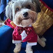 Barack is registered to the contest to win money with this photo: adorable, animal, blue_chair, bow_tie, clothing, companion, cute, dog, domestic_animal, fashion, fluffy, furry, indoor, jacket, looking_up, pet, pillow, portrait, seated, small_dog