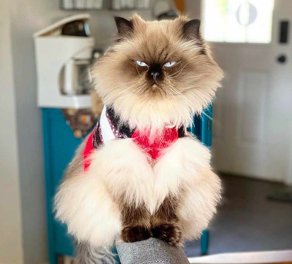 Steve is registered to the contest to win money with this photo: cat, fluffy, blue_eyes, sweater, pet, indoor, feline, animal, cozy, portrait, cute, domestic_cat, person_arm, home_interior, door, kitchen_appliance, fur, whiskers, sitting, looking_away