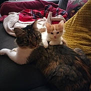 Ticha participe au concours pour gagner de l'argent avec cette photo : blanket, cat, cozy, cuddling, curious, fur, household, indoor, kitten, orange_kitten, paws, pets, plaid_blanket, portrait, relaxing, sofa, tabby_cat, two_cats, whiskers, yellow_throw